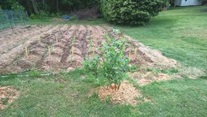 Corn Rows with blueberry bush April 30