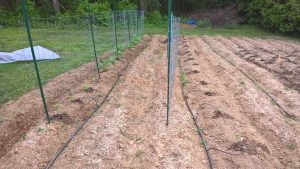 Tomato Rows April-30